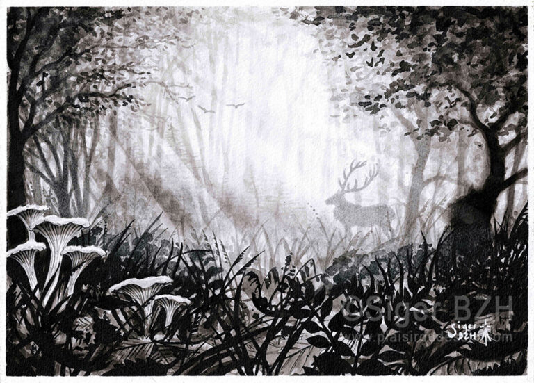 Girolles et cerf - Encre de Chine - Siger BZH